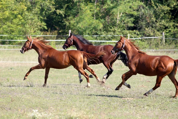 Tres caballos de pura sangre corren en el prado en un día soleado —  Fotos de Stock