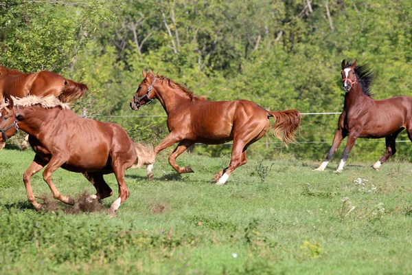 Quatre beaux jeunes étalons galopant sur les pâturages l'été — Photo