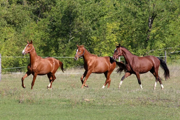 Tre av vackra unga hingstar galopperande på betesmark summerti — Stockfoto