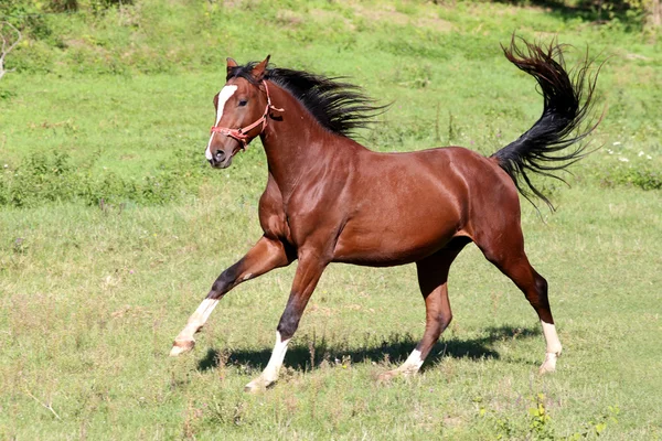 Purebred  stallion galloping on pasture summertime — Stock Photo, Image