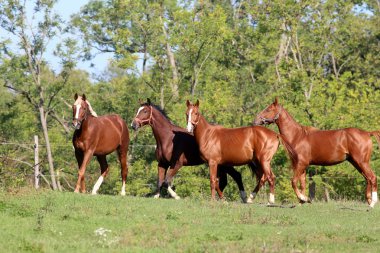 Yaz çayır üzerinde dört genç