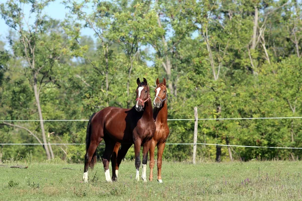 Schöne neugierige Pferde auf der Sommerwiese mit Förster-Hintergrund — Stockfoto