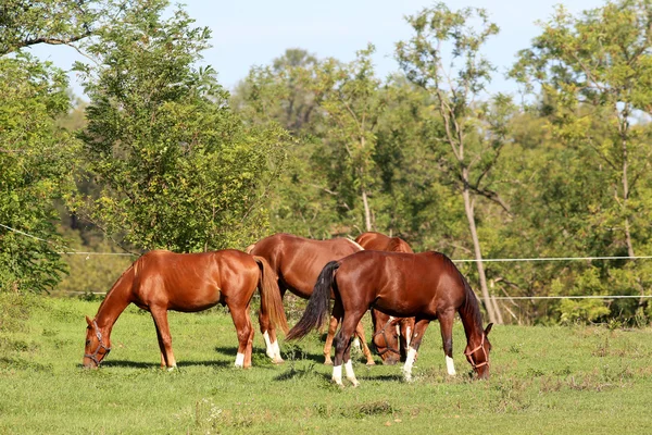 Gruppe junger Hengste weidet auf der Sommerweide — Stockfoto