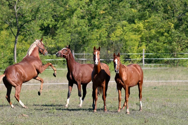 Hästar spela och slåss på betesmark sommartid — Stockfoto