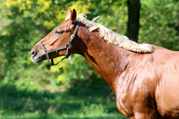 Kaštanový kůň běžící na letní louka — Stock fotografie