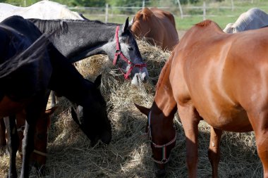 Safkan atları saman içinde yaz corral yeme sürüsü