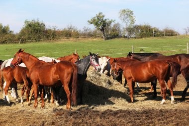 Safkan kısrak saman yeşil doğal karşı paylaşım grubu