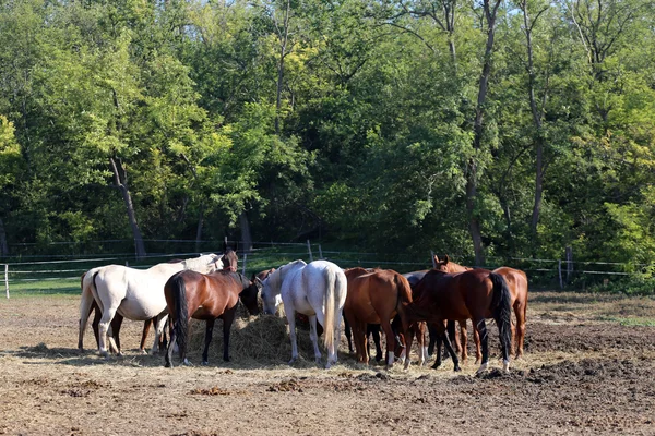 Safkan atları saman içinde yaz corral yeme sürüsü — Stok fotoğraf