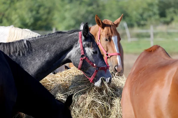 Manada de caballos de raza pura comiendo heno en corral de verano —  Fotos de Stock