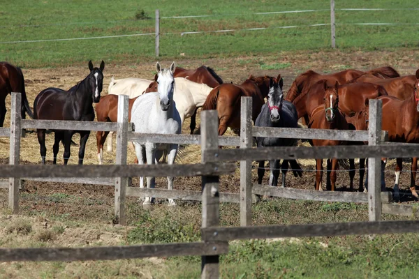 Young mares and foals grazing on the pasture summertime — Stock Photo, Image