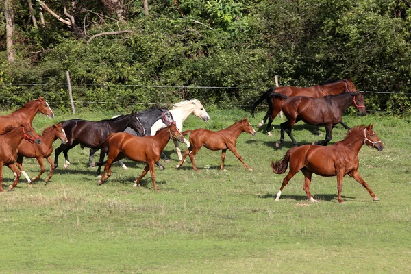 年轻的母马和马驹放牧对牧场夏季 — 图库照片