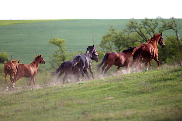 Herd of horses running along in the dust at sunset