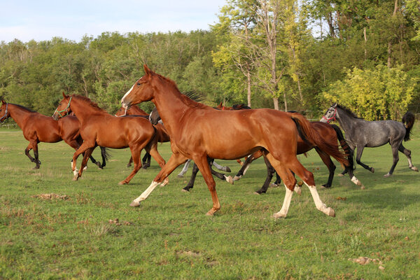 Mares and foals galloping on the meadow summertime