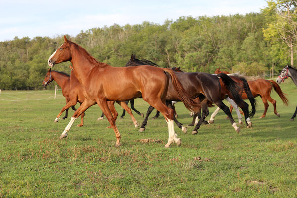 Young mares and foals grazing on the pasture summertime
