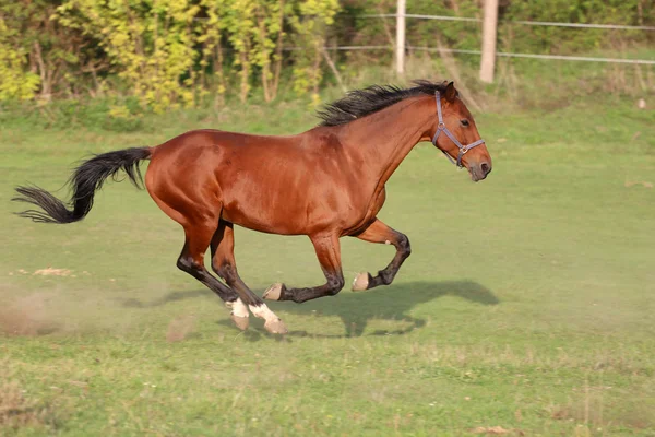 Öböl színes fajtiszta yearling ló vágtató a réten — Stock Fotó