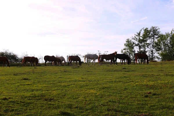 Young chestnut mares and foals eating fresh green grass on the pasture — Stock Photo, Image