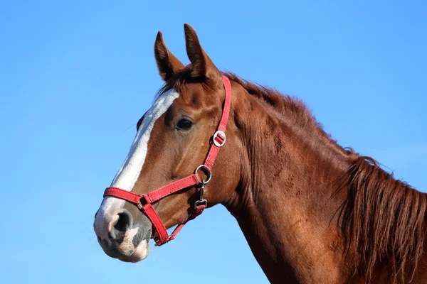Purebred jovem cavalo posando contra o céu azul — Fotografia de Stock