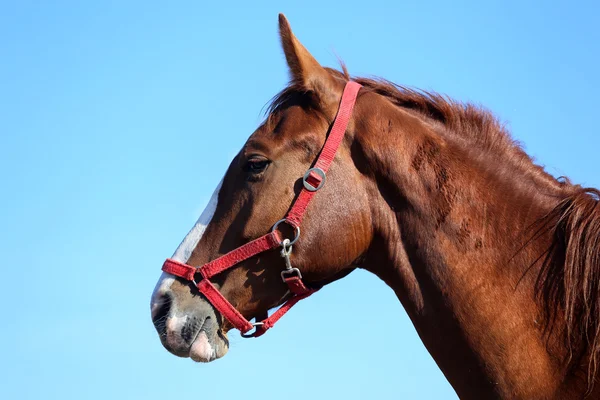 青い空を背景にポーズ美しい若い馬 — ストック写真