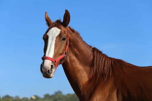 Čistokrevný mladý kůň vystupují proti modré obloze — Stock fotografie