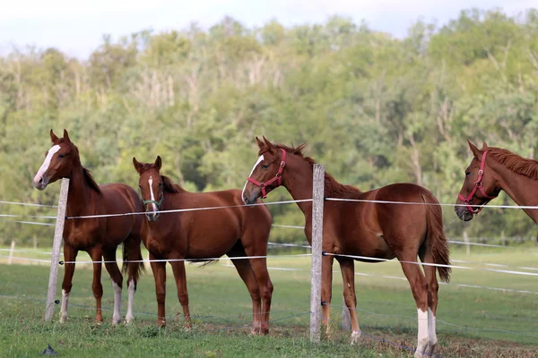 Manada de caballos de castaño de raza pura pastando en el prado — Foto de Stock