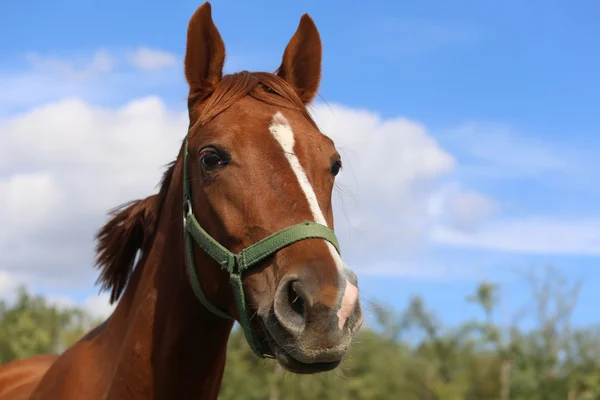 Foto de cabeza de una hermosa yegua de castaño joven — Foto de Stock