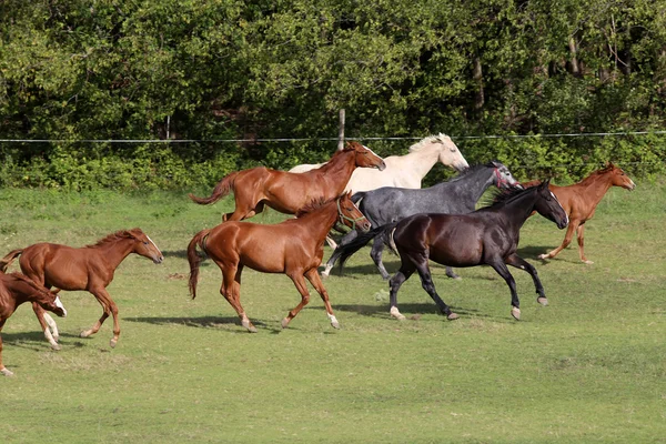 Mandria di cavalli colorati galoppare sul prato — Foto Stock