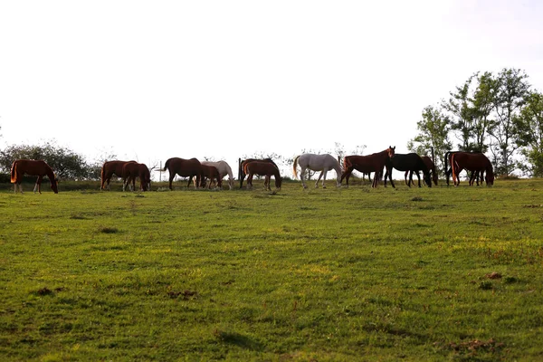 Gün batımında taze yeşil çim yeme at sürüsü — Stok fotoğraf