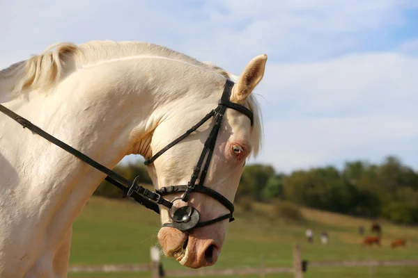 Thoroughbredl white horse with unique blue eyes — Stock Photo, Image