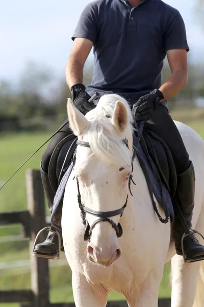 Jinete no identificado y una hermosa hiel de caballo de doma de ojos azules — Foto de Stock