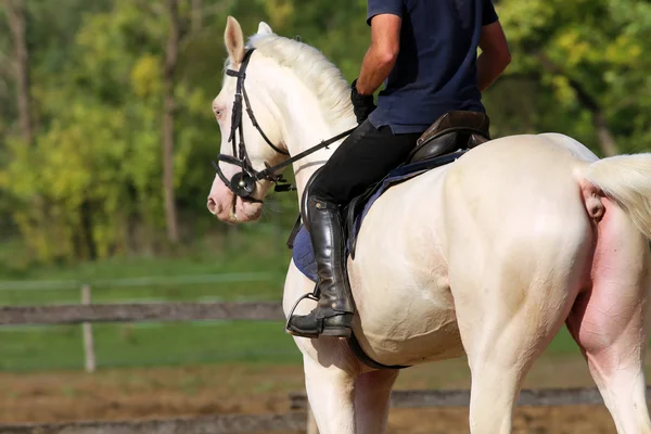 Hřebcem tryskem s neznámou rider — Stock fotografie