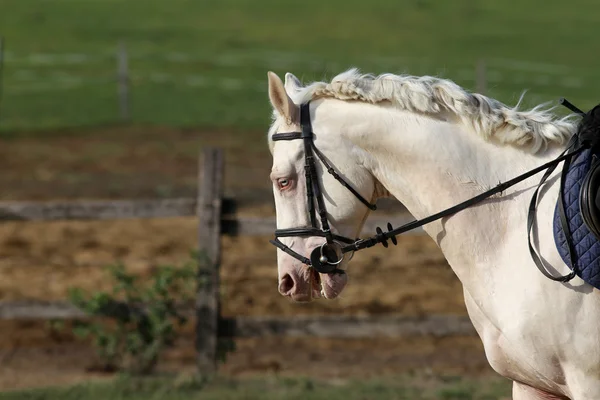 Tiro na cabeça de um cavalo cinzento — Fotografia de Stock