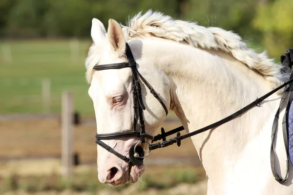 馬術トレーニングのギャロッピング青い目グレー種牡馬 — ストック写真