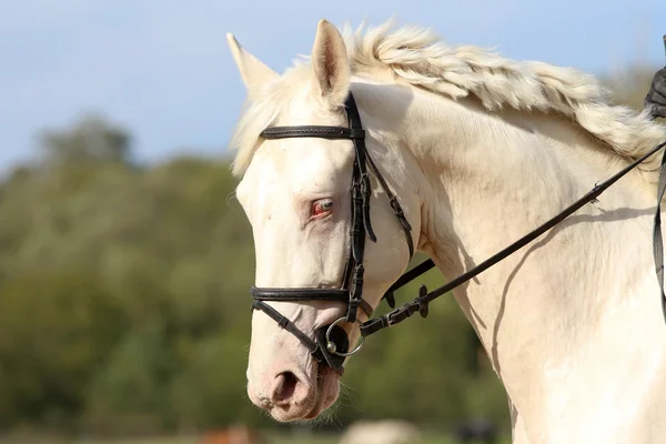 Magnífico caballo blanco con ojos azules únicos — Foto de Stock