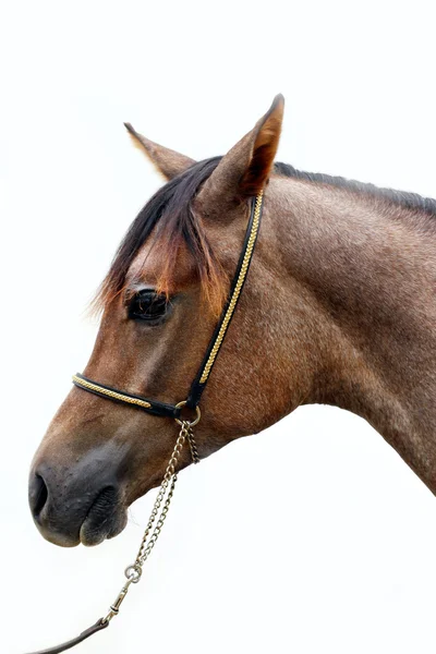 Hoofd van een shagya Arabische paard tegen witte achtergrond — Stockfoto