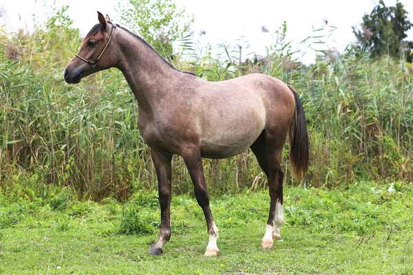 Purebred arabian horse posing on natural background — Stock Photo, Image