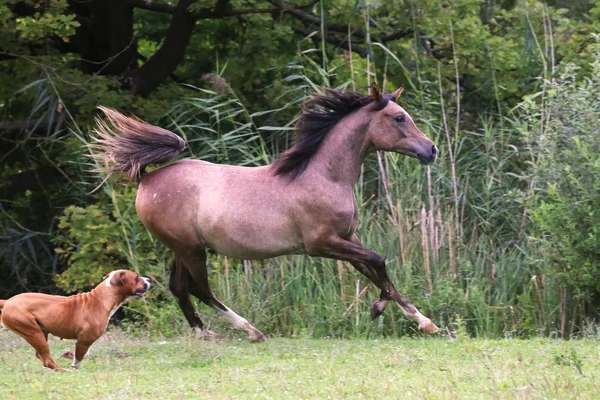 Cavalo correndo em pastagem cena rural — Fotografia de Stock