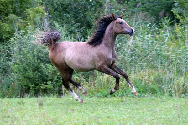 Purebred arabian horse running natural environment — Stock Photo, Image