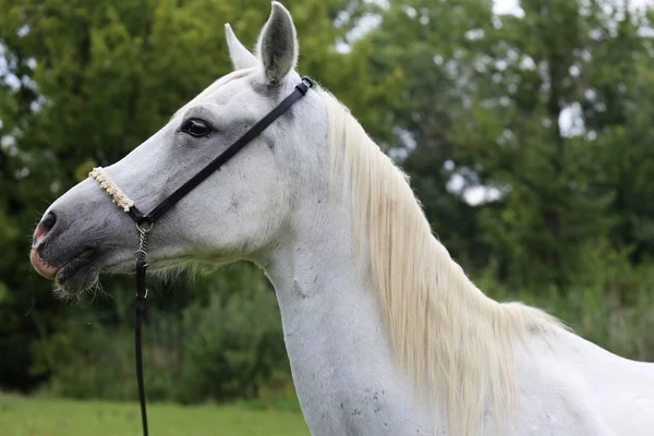 自然の背景にアラビアの馬の美しいヘッド ショット — ストック写真
