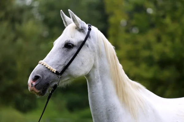 Krásný čistokrevný kůň hlavu na farmě proti přirozené pozadí — Stock fotografie