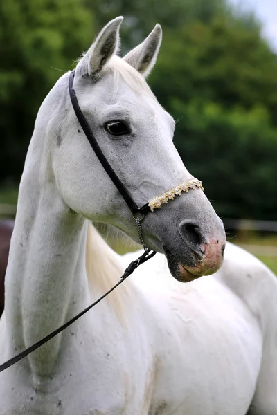 Πυροβόλησε το κεφάλι του καθαρόαιμα γκρι arabian ἵππος — Φωτογραφία Αρχείου