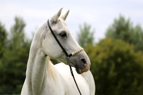 Belle prise de vue de tête d'un cheval arabe sur fond naturel — Photo