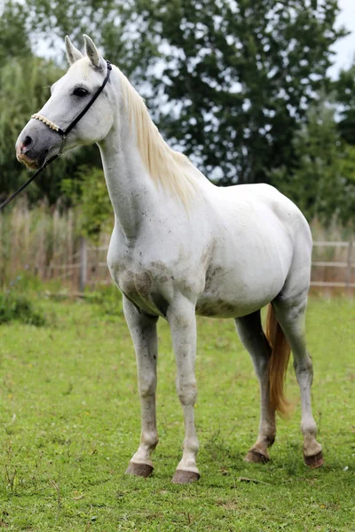 Branco colorido cavalo de raça pura de pé no curral de verão rural — Fotografia de Stock