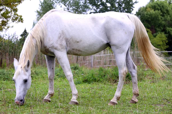 Caballo gris árabe de pura raza pastando hierba verde fresca — Foto de Stock