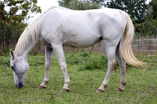 Fullblod arabian grå häst betande färskt grönt gräs — Stockfoto