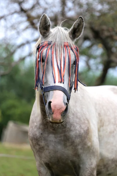 Πορτρέτο μιας σκηνής αγροτικής γκρι έγχρωμο αραβικό άλογο — Φωτογραφία Αρχείου