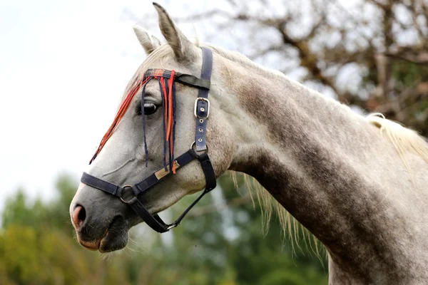 Портрет сірого кольору арабського коня сільська сцена — стокове фото