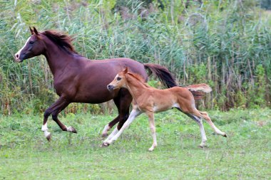 Arap kısrak ve mera üzerinde dörtnala onun Tay