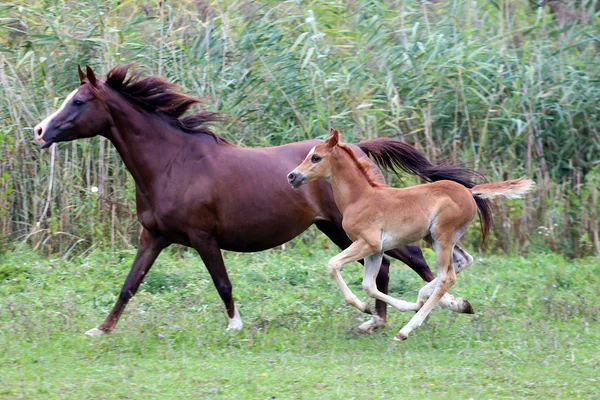 La yegua árabe y su potro galopando en el pasto — Foto de Stock