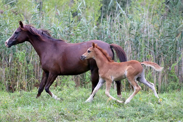 Jóvenes caballos árabes acantonan en el prado contra caña verde — Foto de Stock