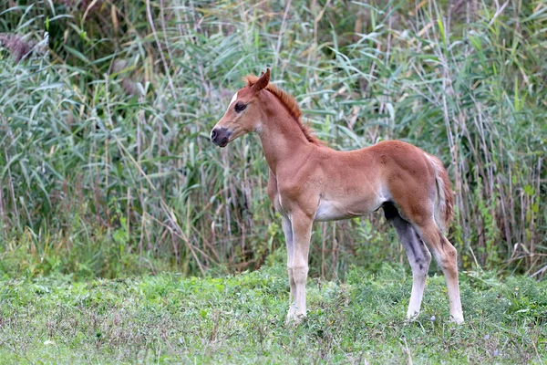 Purebred arabian foal standing in the corral — Stock Photo, Image